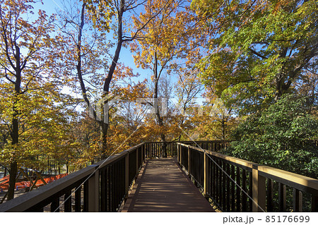 紅葉の狭山丘陵　冒険の森のコナラの林観察展望デッキ 85176699