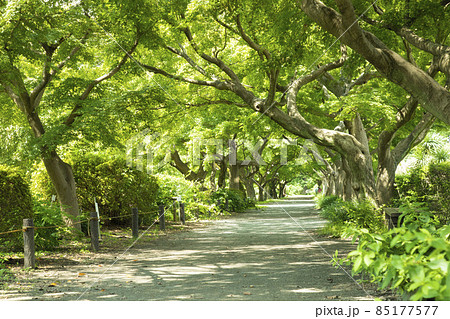 小石川植物園 85177577