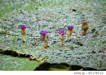 スイレンの花 85178113