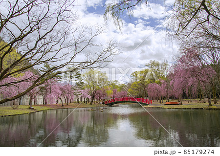 越後湯沢 湯沢中央公園の桜 越後湯沢 湯沢中央公園の桜 85179274