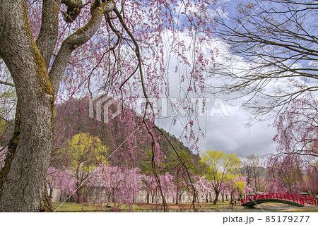 越後湯沢 湯沢中央公園の桜 越後湯沢 湯沢中央公園の桜 85179277