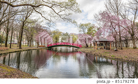 越後湯沢 湯沢中央公園の桜 越後湯沢 湯沢中央公園の桜 85179278
