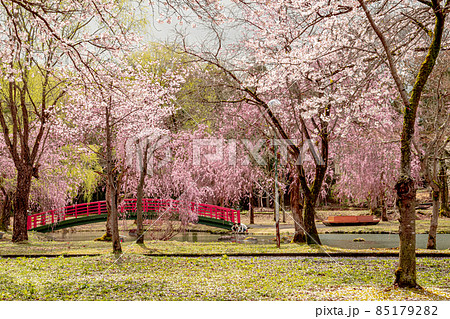 越後湯沢 湯沢中央公園の桜 越後湯沢 湯沢中央公園の桜 85179282