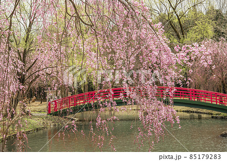 越後湯沢　湯沢中央公園の桜 85179283