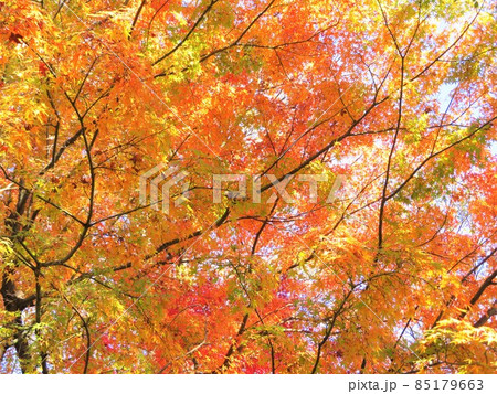 東京都大田区蘇峰公園の紅葉 東京都大田区蘇峰公園の紅葉 85179663