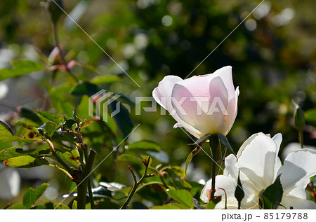 バラ バラ 85179788