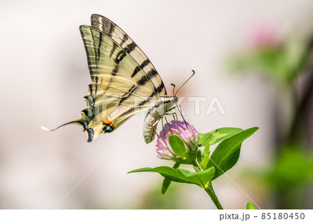 Beautiful Butterfly Scarce Swallowtail, Sail Swallowtail, Pear-tree Swallowtail, Podalirius. Latin name Iphiclides podaliriu. Butterfly collects nectar on flower. 85180450