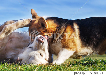 Welsh Corgi Pembroke and Golden Retriever playing in the garden on green grass. Dods have fun Welsh Corgi Pembroke and Golden Retriever playing in the garden on green grass. Dods have fun 85180821