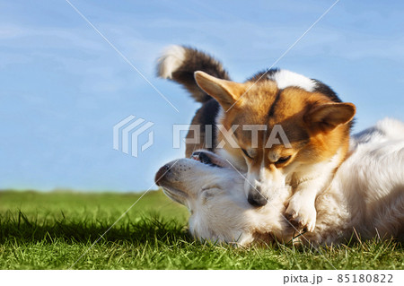 Welsh Corgi Pembroke and Golden Retriever playing in the garden on green grass. Dods have fun 85180822