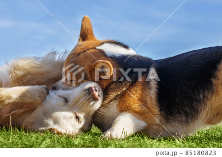 Welsh Corgi Pembroke and Golden Retriever playing in the garden on green grass. Dods have fun 85180823