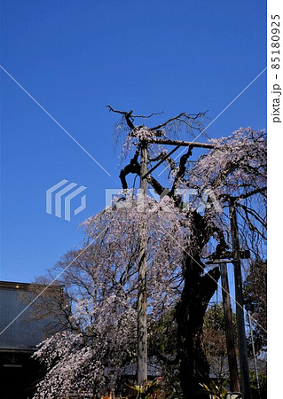 かながわの名木100選の枝垂れ桜 【相模原市津久井 3月】 かながわの名木100選の枝垂れ桜 【相模原市津久井 3月】 85180925