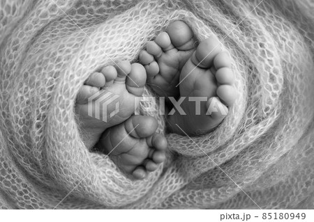 Feet of newborn twins. Two pairs of baby feet in a knitted blanket. Close up - toes, heels and feet of a newborn. Newborn brothers, sisters. Studio macro photography. Black and white photography. Feet of newborn twins. Two pairs of baby feet in a knitted blanket. Close up - toes, heels and feet of a newborn. Newborn brothers, sisters. Studio macro photography. Black and white photography. 85180949