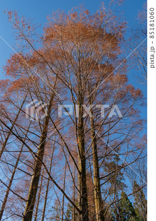 メタセコイアと青空 85181060