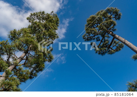 松と青空 85181064