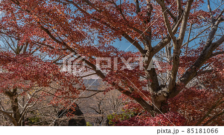 紅葉と冬空 85181066