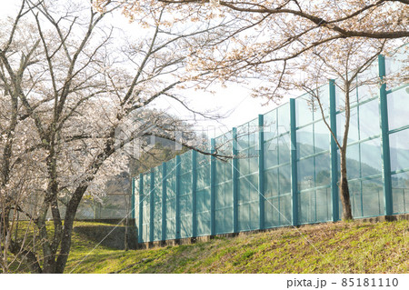 テニスコートと満開の桜 テニスコートと満開の桜 85181110