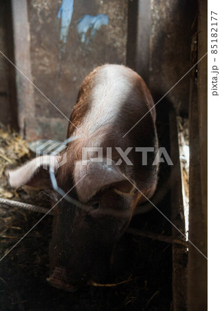 Piglet on spring green grass on a farm 85182177