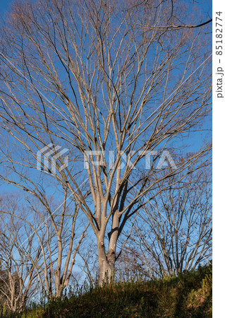冬の木と青空 冬の木と青空 85182774