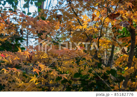 紅葉 85182776