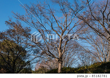 冬の木と青空 85182781