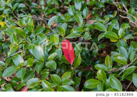 レッドロビン 85182866