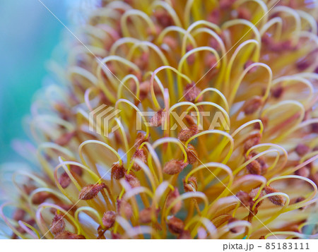 バンクシア2 85183111