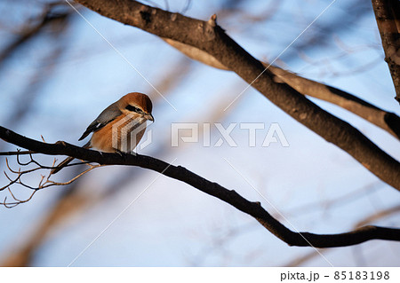 モズのオス_2 85183198