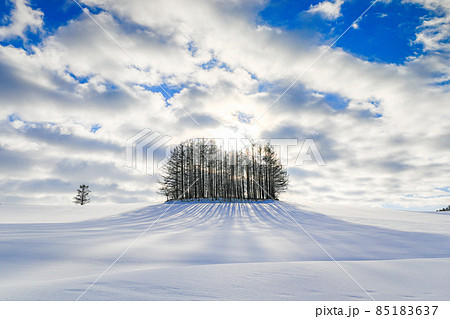 【北海道美瑛町】マイルドセブンの木　12月 85183637