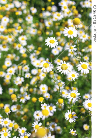 Beautiful blooming medical roman Chamomile flowers Field Beautiful blooming medical roman Chamomile flowers Field 85184075