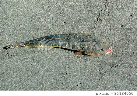 砂浜に引き上げたマゴチ 砂浜に引き上げたマゴチ 85184650