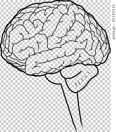 brain  85185532