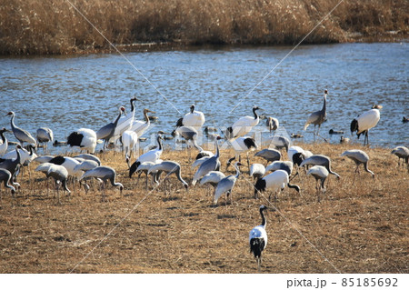外 野 野生動物 85185692