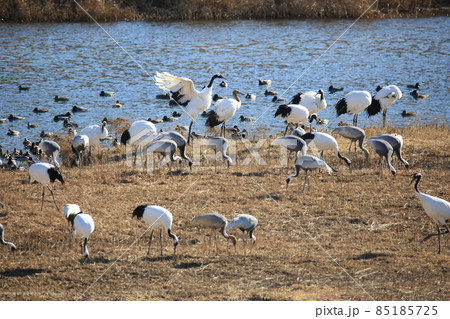 外 野 野生動物 85185725