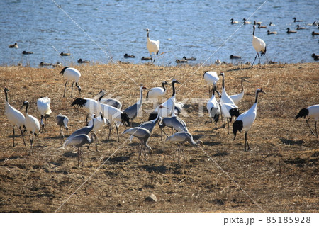 水槽 景色 群れ 85185928
