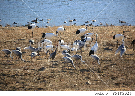 水槽 景色 群れ 85185929
