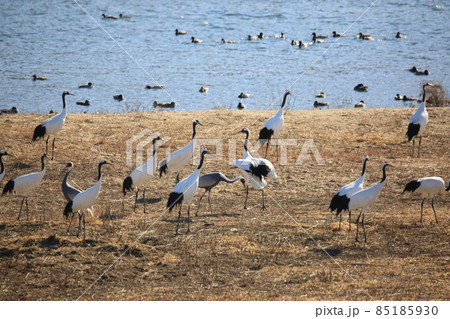 水槽 景色 群れ 85185930