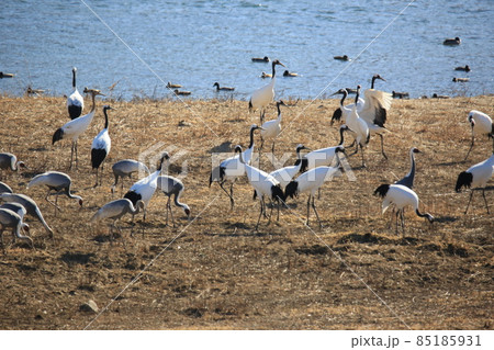 水槽 景色 群れ 85185931