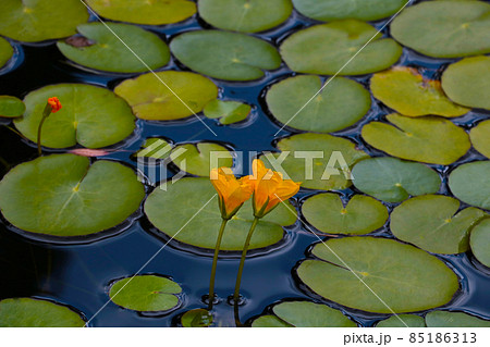 Flowering flower buds, lilies on the lake. 85186313