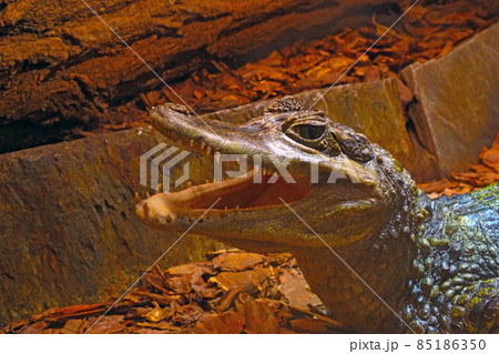 Close-up of the crocodile. The open mouth of a predator. 85186350