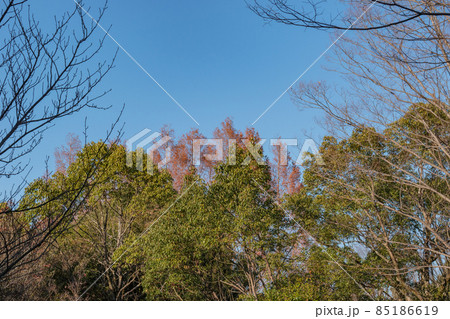 公園の木々 85186619