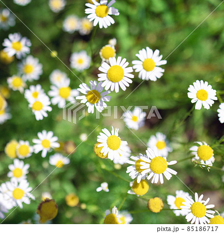 Beautiful blooming medical roman Chamomile flowers Field Beautiful blooming medical roman Chamomile flowers Field 85186717