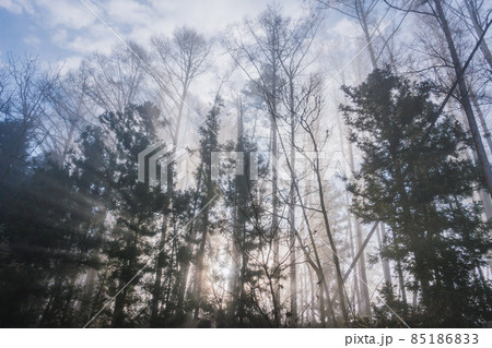 森の奥から差す光【初冬の安曇野】 85186833