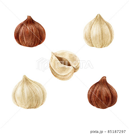 Walnut set watercolor illustration. Hand drawn peeled hazelnut collection. Peeled hazelnuts. Natural nut element. Organic natural walnuts on white background. Forest nuts collection 85187297