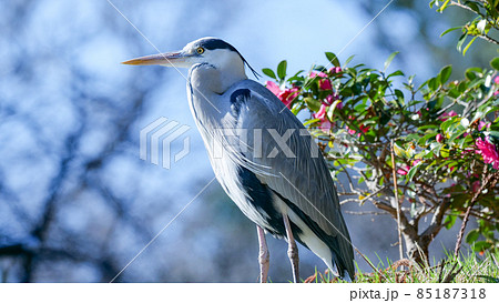 山茶花とアオサギ 山茶花とアオサギ 85187318