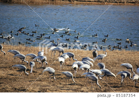 野鳥 生物 風景 85187354
