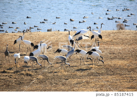 野鳥 生物 風景 85187415