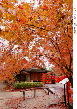 北野天満宮　御土居の紅葉 85187492