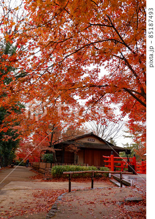 北野天満宮　御土居の紅葉 85187493