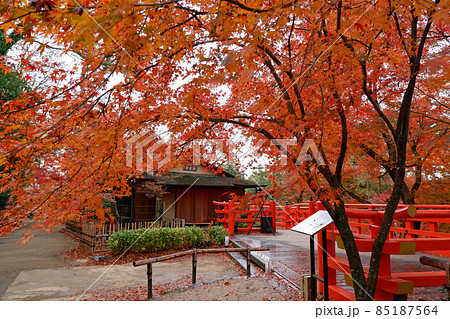 北野天満宮　御土居の紅葉 85187564