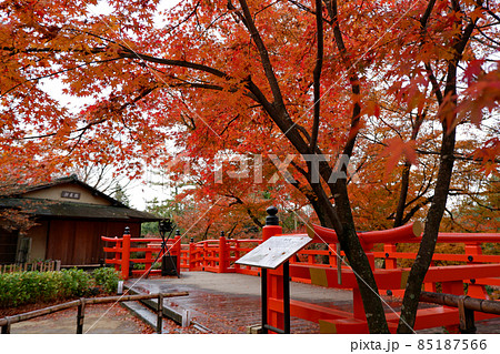 北野天満宮　御土居の紅葉 85187566